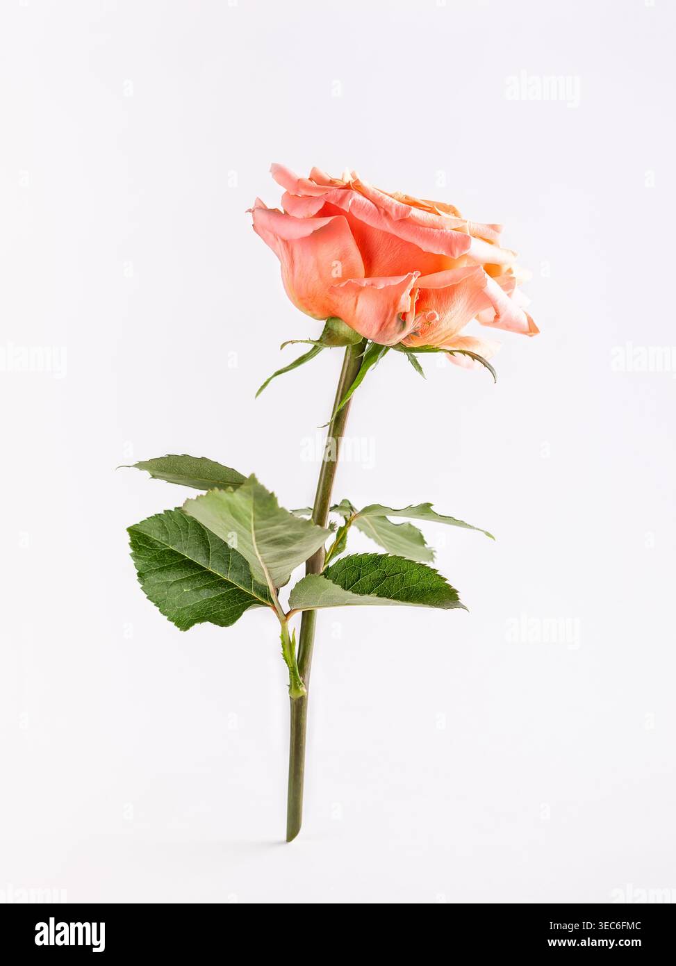 Beautiful single coral rose with green leaves on white background. Flower composition. Stock Photo
