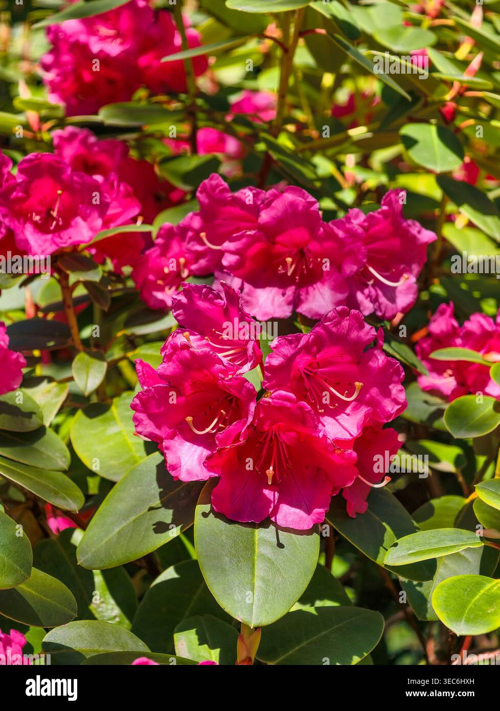 Rhododendron wallpaper hi-res stock photography and images - Alamy
