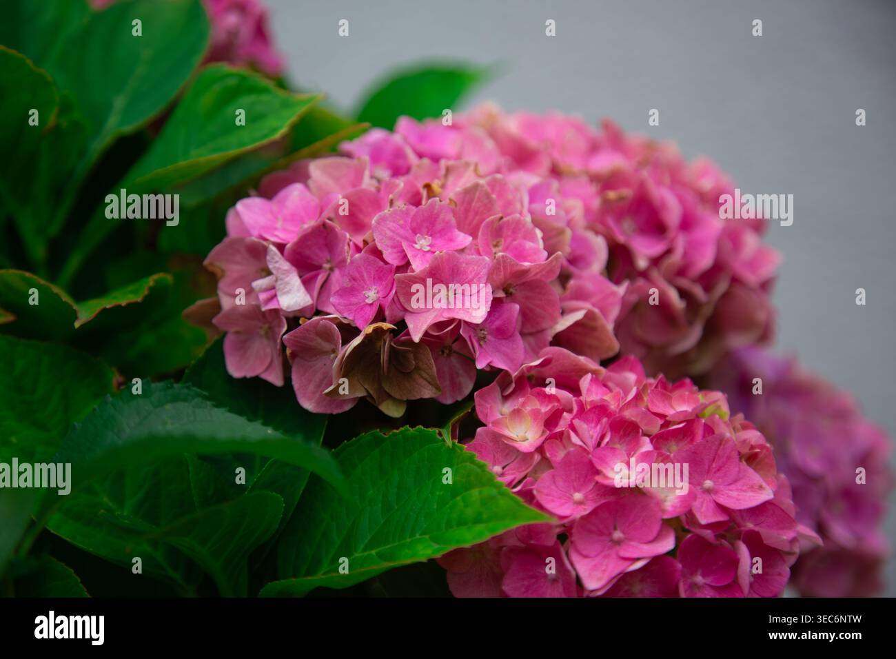 This image shows a detailed close view of blooming pink hydrangea ...