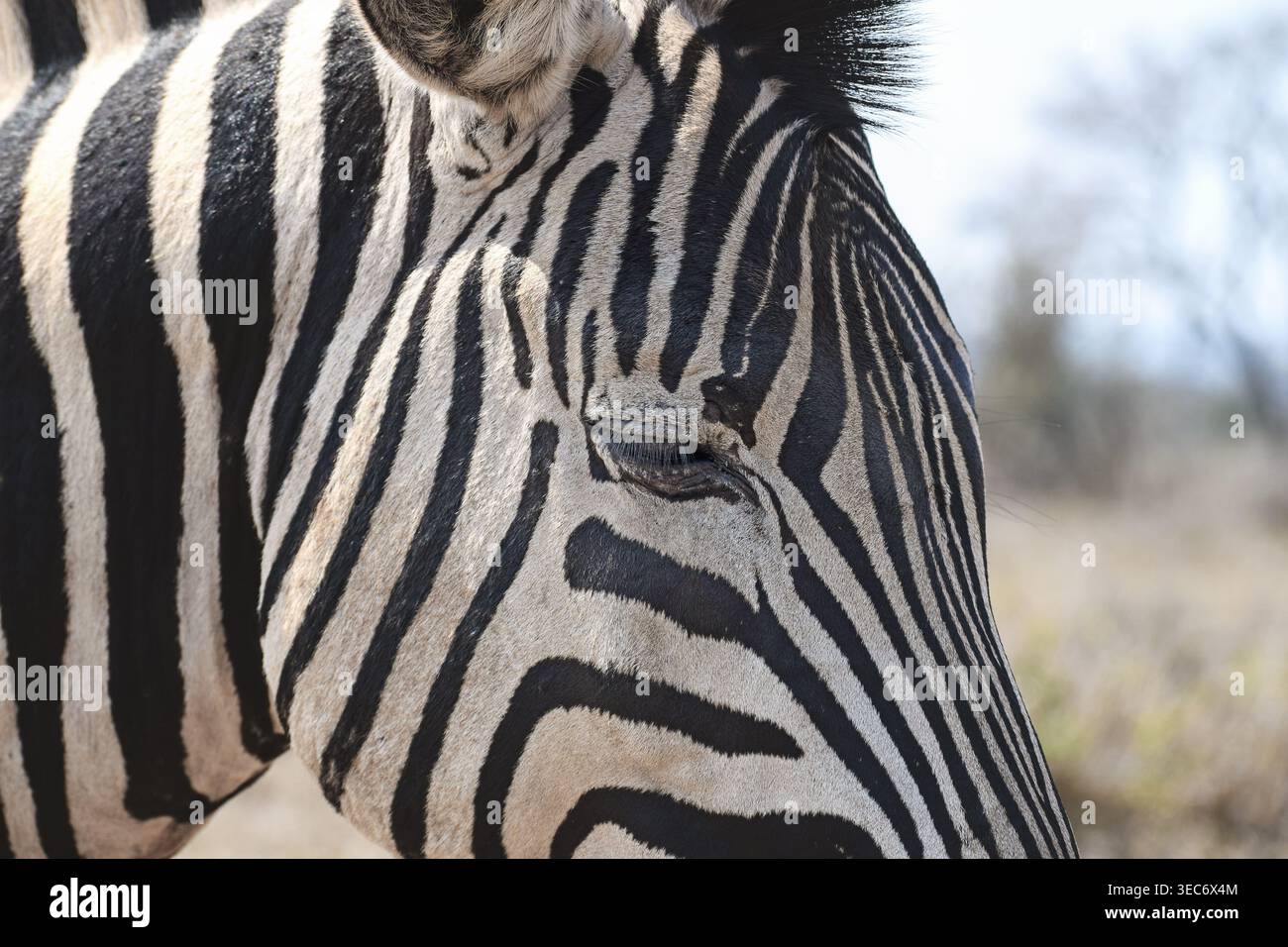 Zebra close-up (eye detail) Stock Photo