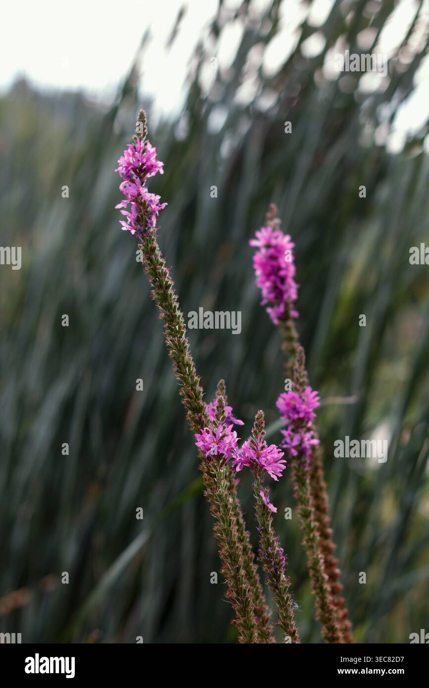 Slender leafy stems hi-res stock photography and images - Alamy