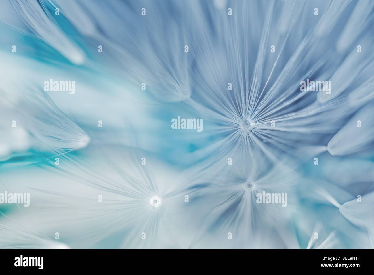 Soft abstract gradient background , abstract dandelion Stock Photo