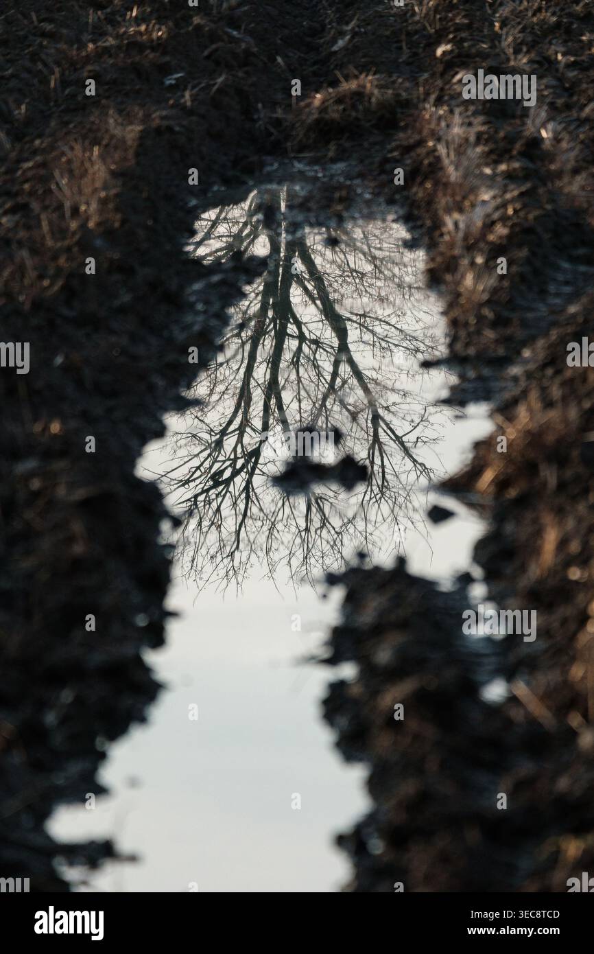 Tree reflection in puddle on muddy ground, abstract nature mirror concept Stock Photo