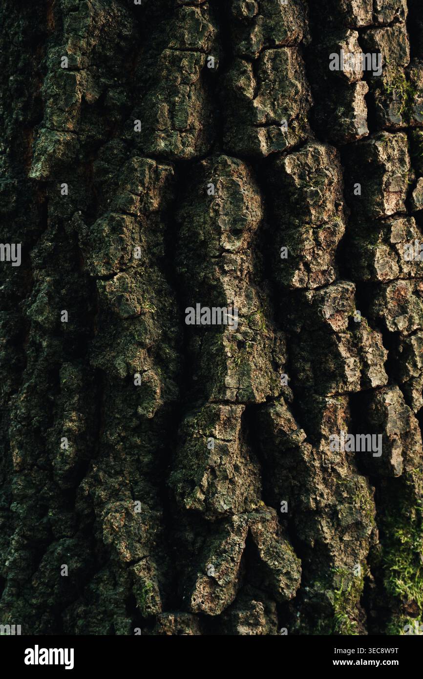 Rough tree bark texture close up, natural organic background pattern Stock Photo