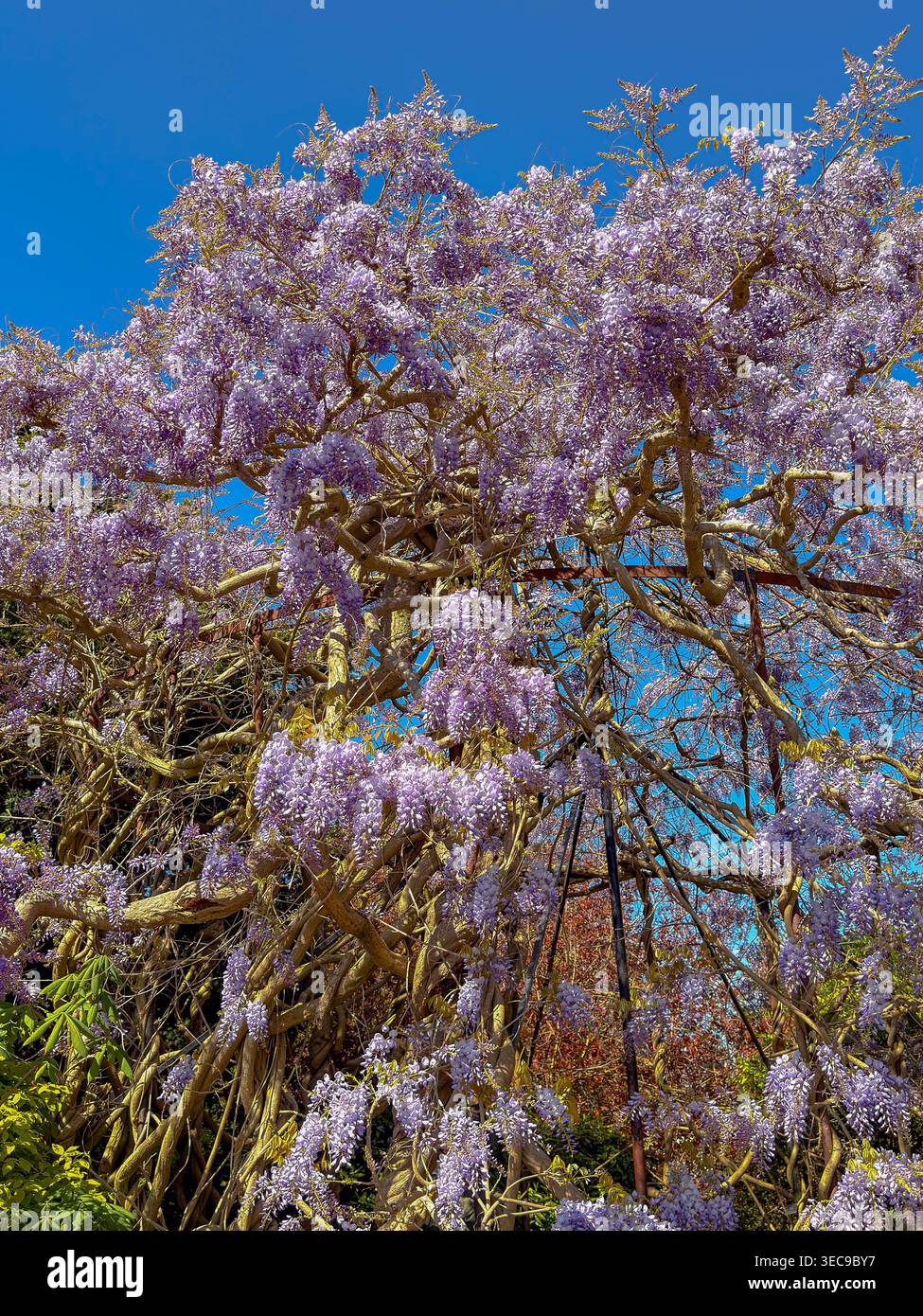 Wisteria in bloom hi-res stock photography and images - Alamy