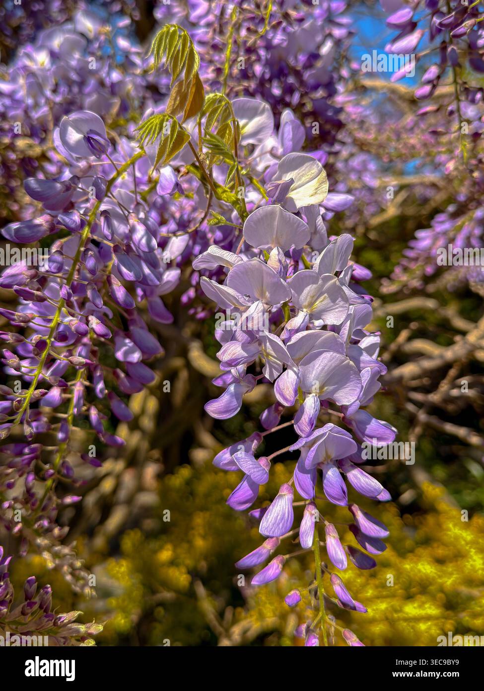 parthenocissus inserta zimmerpflanze Jetzt Gewöhnliche Jungfernrebe online kaufen bei Bohlken Pflanzenversand –  Bohlken Pflanzenversand GbR main image 1