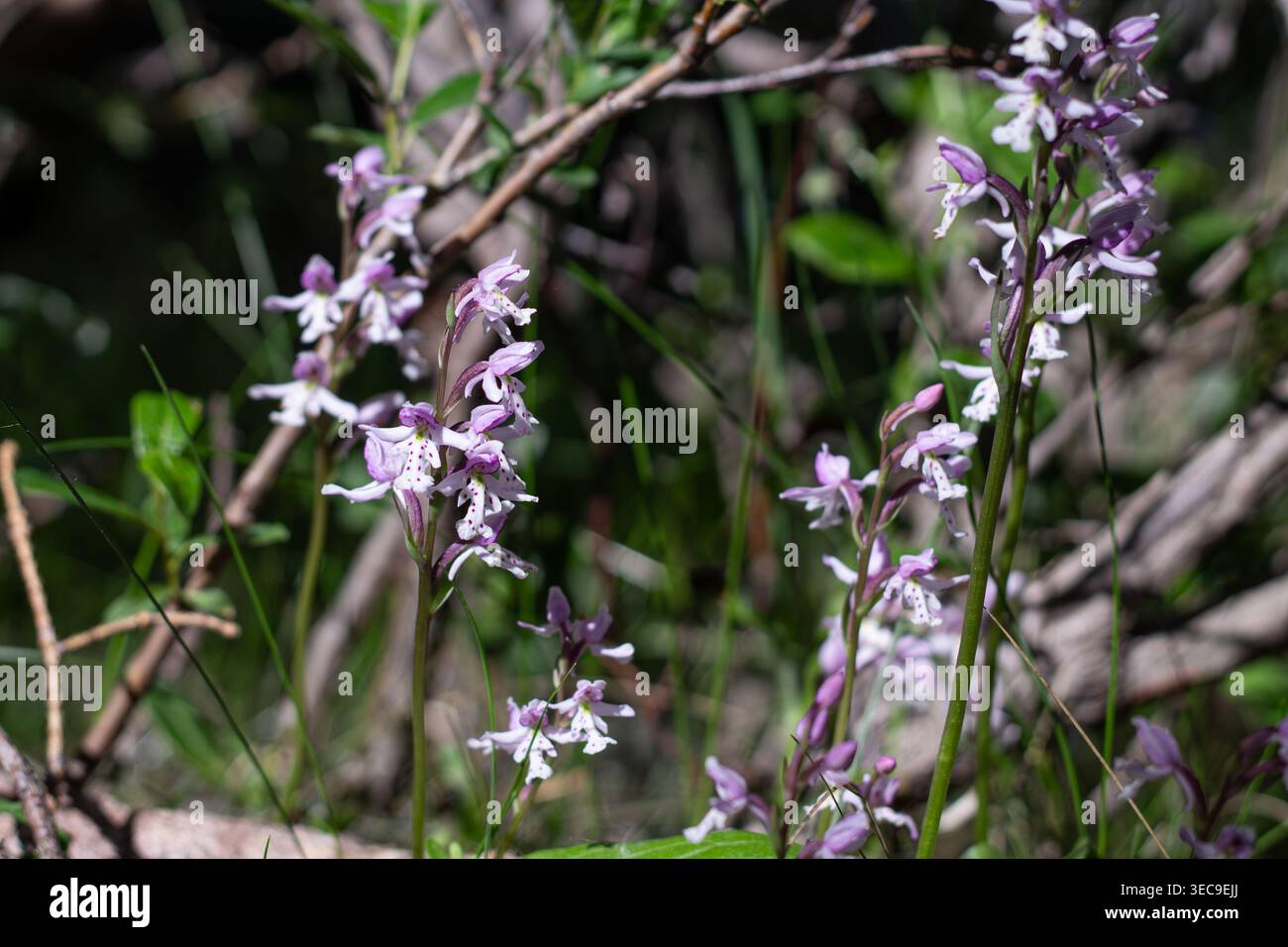 Small Roundleaf Orchid Purple Blossoms Stock Photo