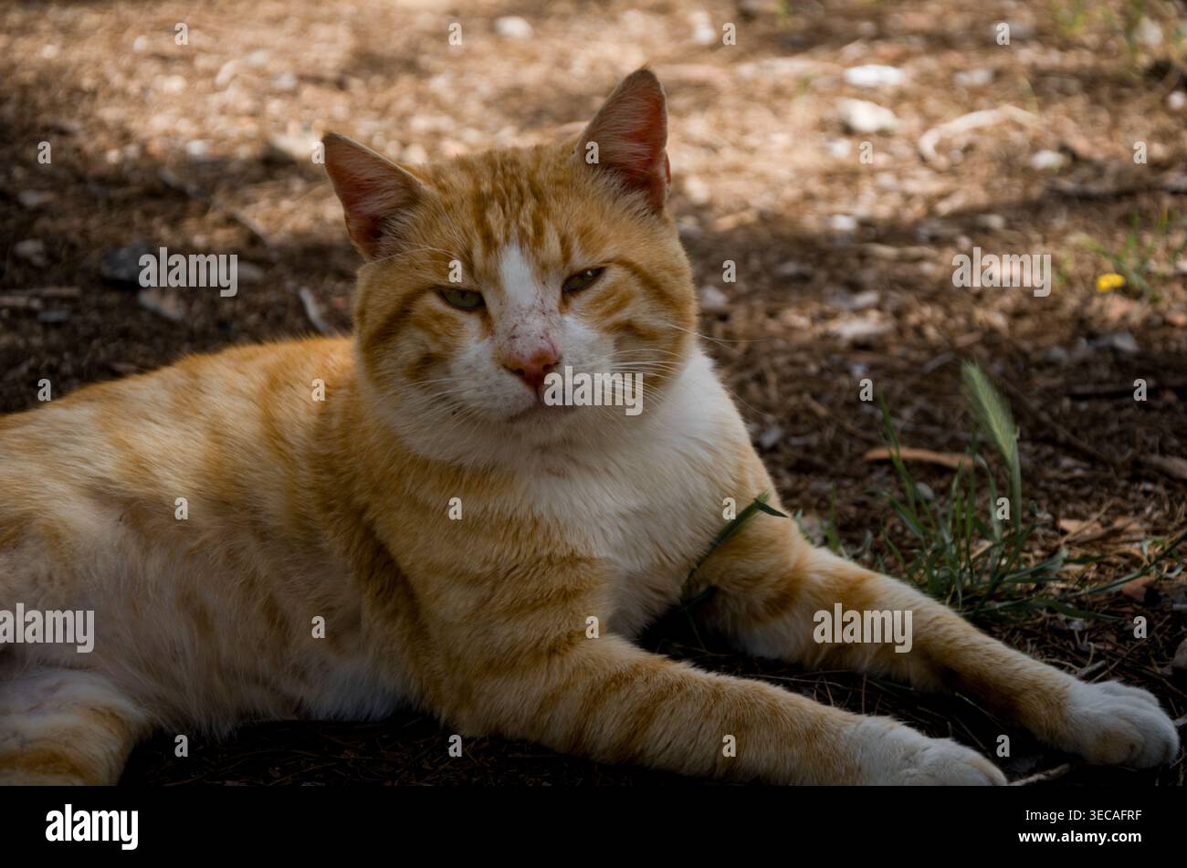 Ginger Tabby Cat Relaxing Outdoors Stock Photo