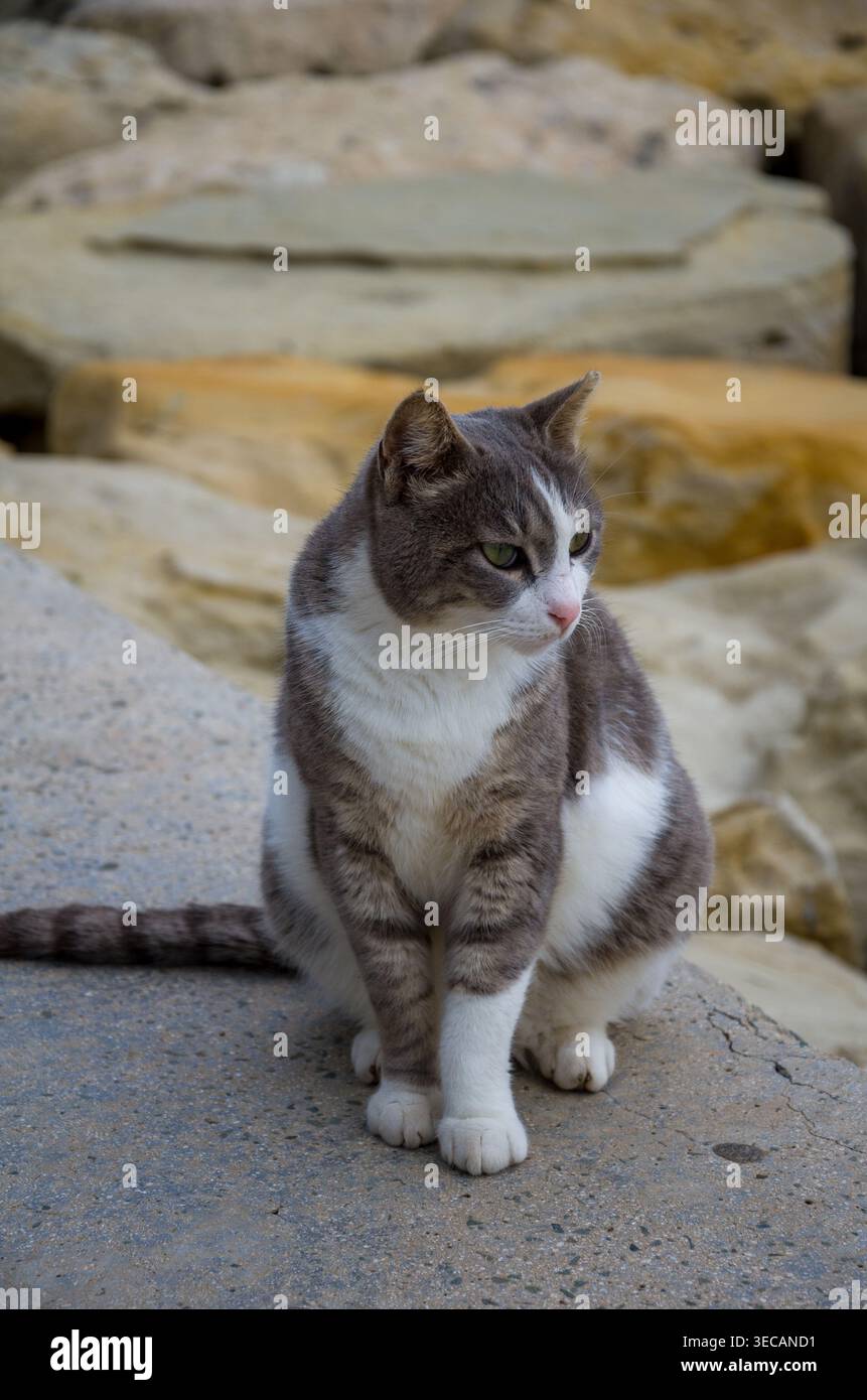 Grey and White Cat Sitting on a Concrete Surface Stock Photo