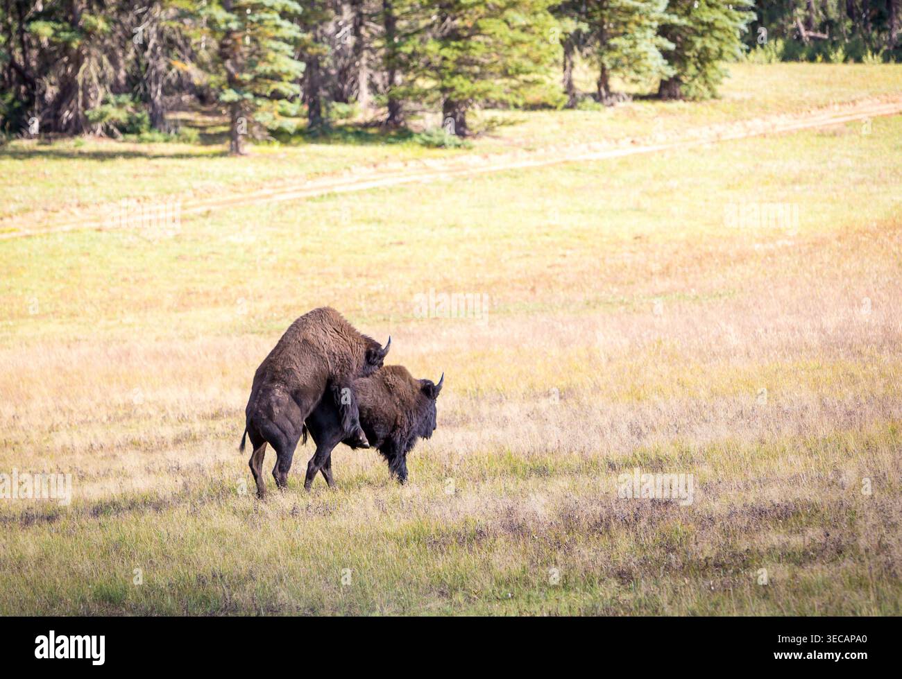 Two bison mating on the Kaibab Plateau near the North Rim of the Grand ...