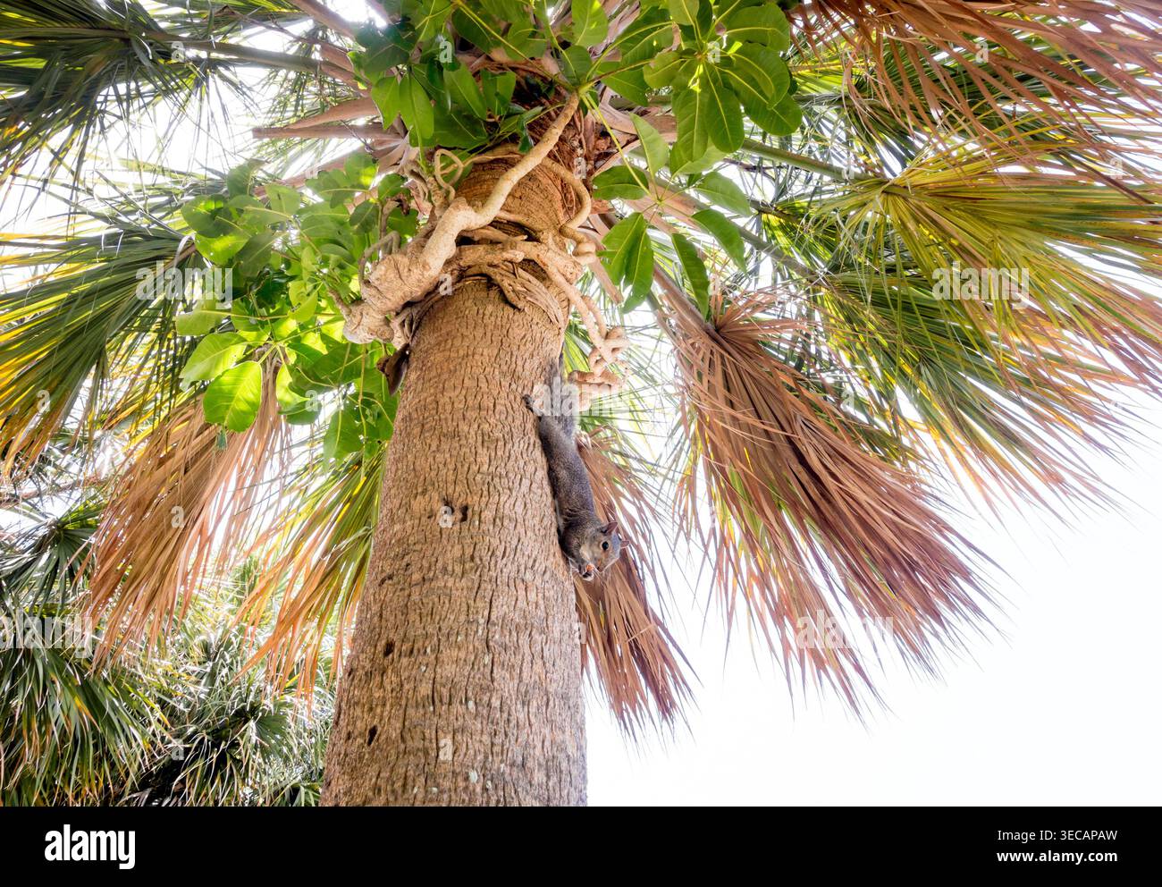 An Eastern Gray Squirrel (Sciurus carolinensis) hanging upside down on a palm tree trunk and holding a nut Stock Photo