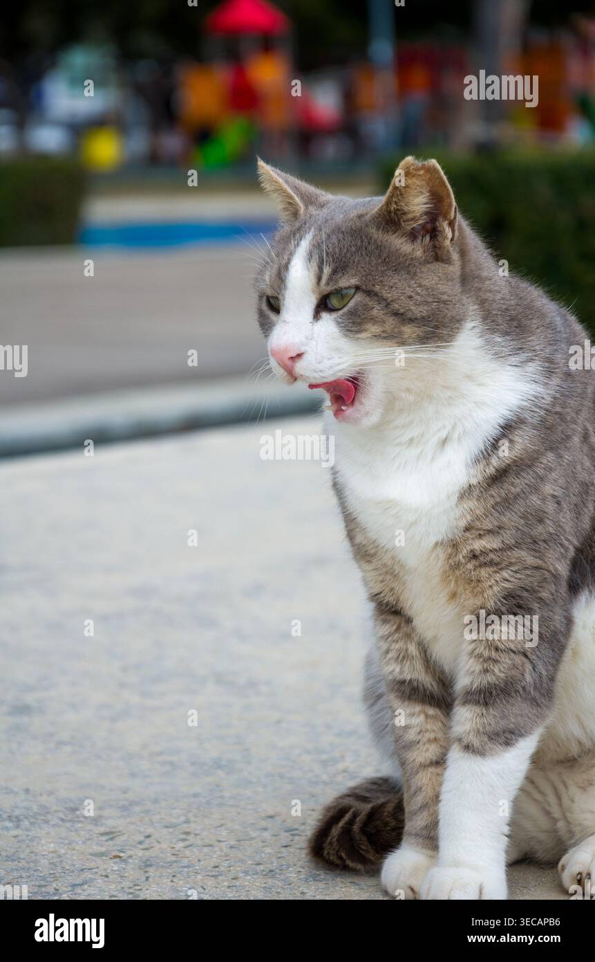Gray and White Cat Sitting Outdoors Stock Photo
