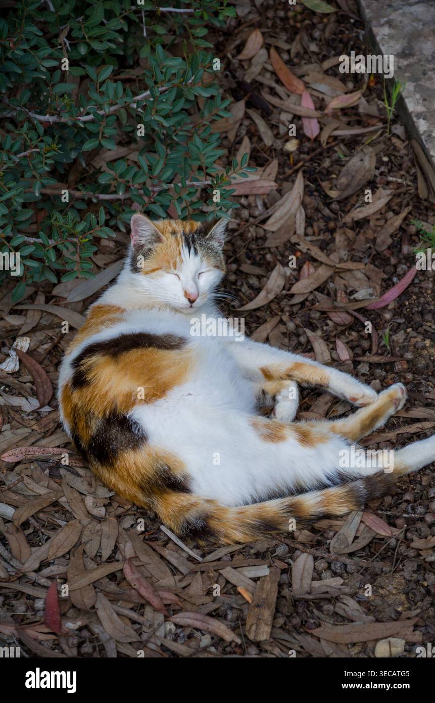 Calico Cat Relaxing Outdoors on Leafy Ground Stock Photo