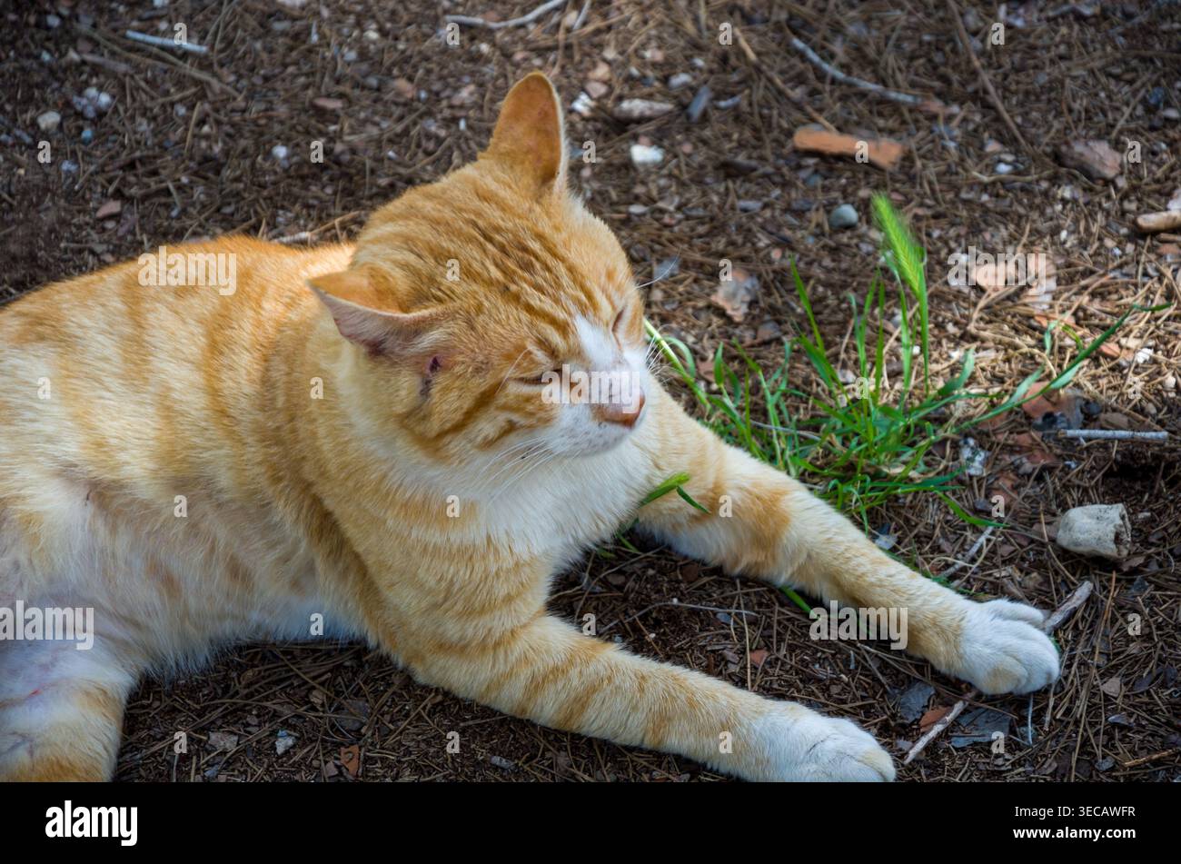 Ginger cat resting outdoors on natural ground Stock Photo