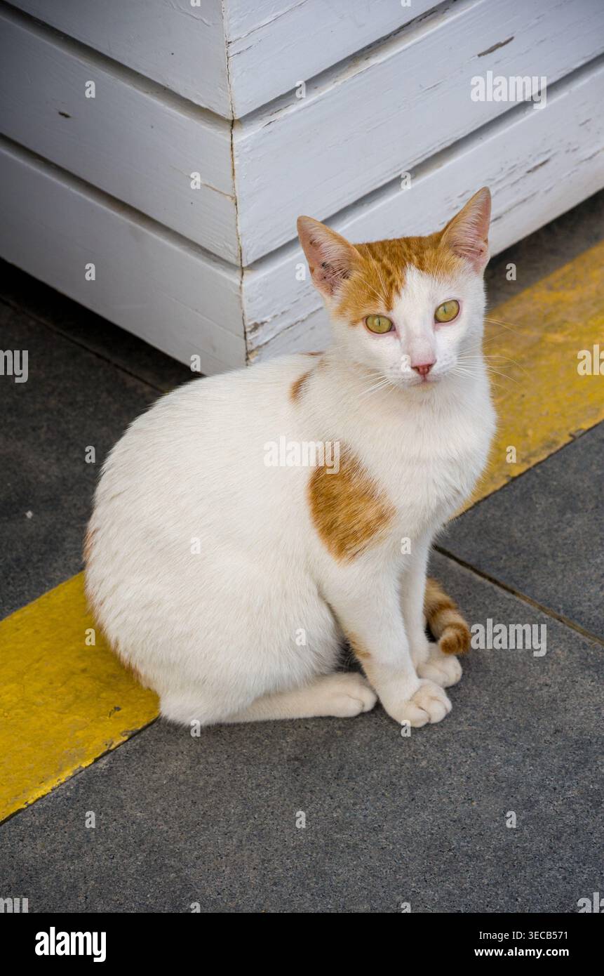 White and Ginger Cat Sitting on Pavement Stock Photo
