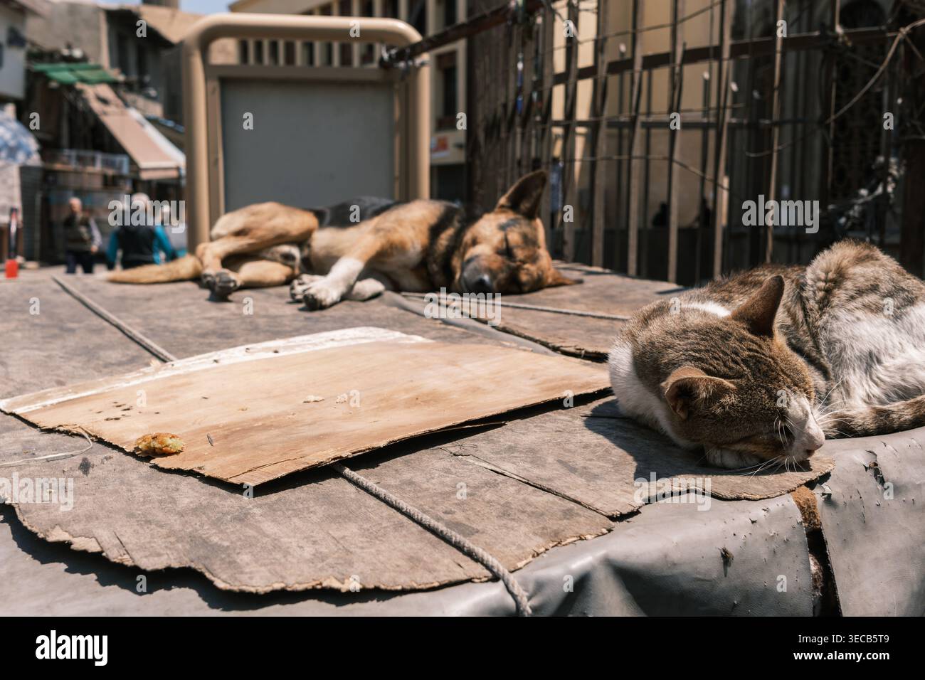 A street cat sleeps in the foreground as a stray dog rests behind on a ...