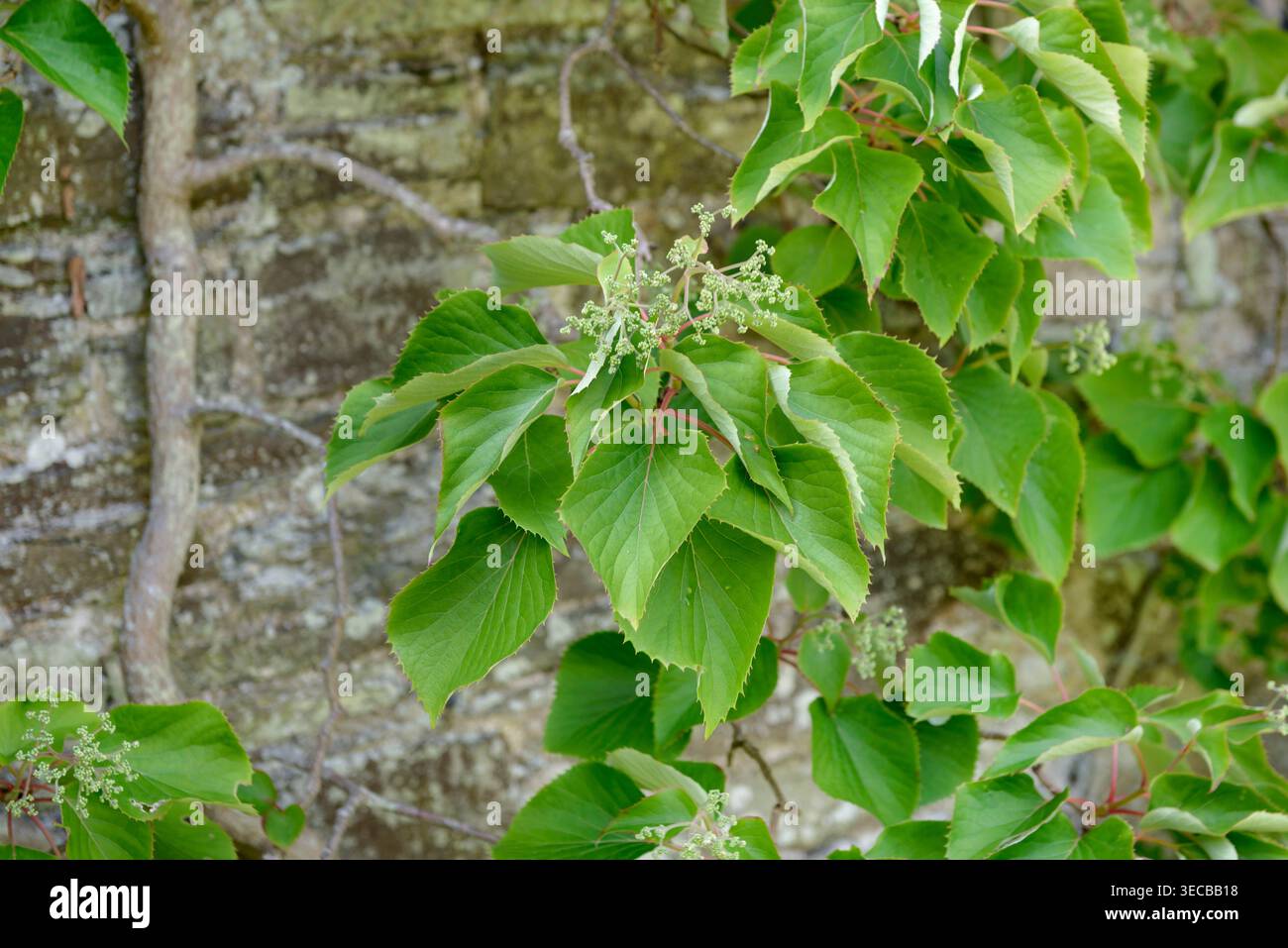 Japanese hydrangea vine (Schizophragma hydrangeoides, Hydrangea hydrangeoides), branch in bud Stock Photo