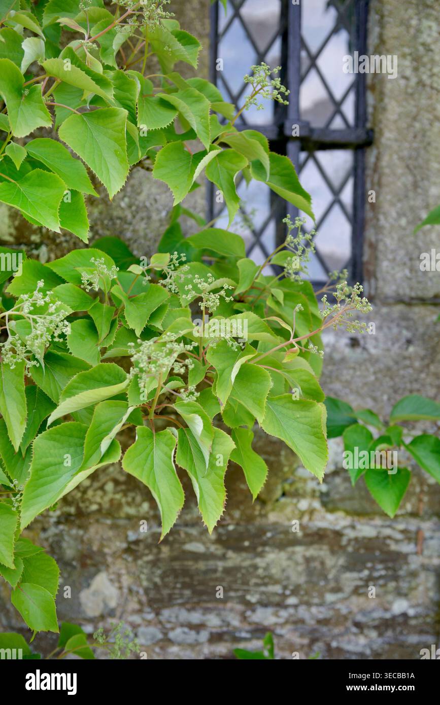 Japanese hydrangea vine (Schizophragma hydrangeoides, Hydrangea hydrangeoides), branch in bud Stock Photo