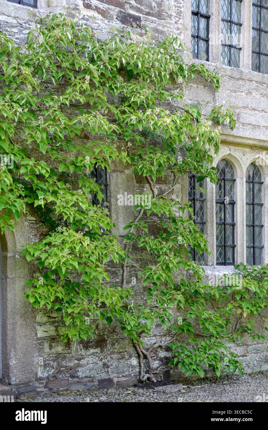 Japanese hydrangea vine (Schizophragma hydrangeoides, Hydrangea hydrangeoides), branch in bud Stock Photo