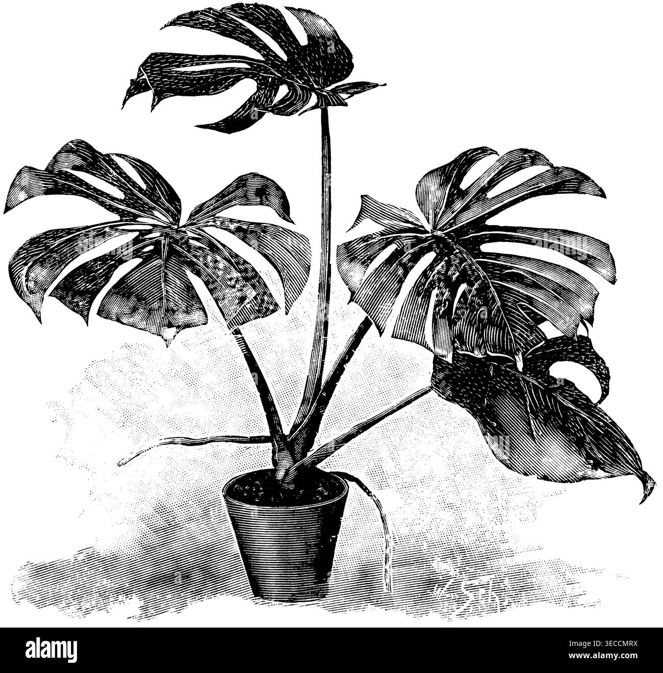 Split leaf philodendron Black and White Stock Photos & Images - Alamy