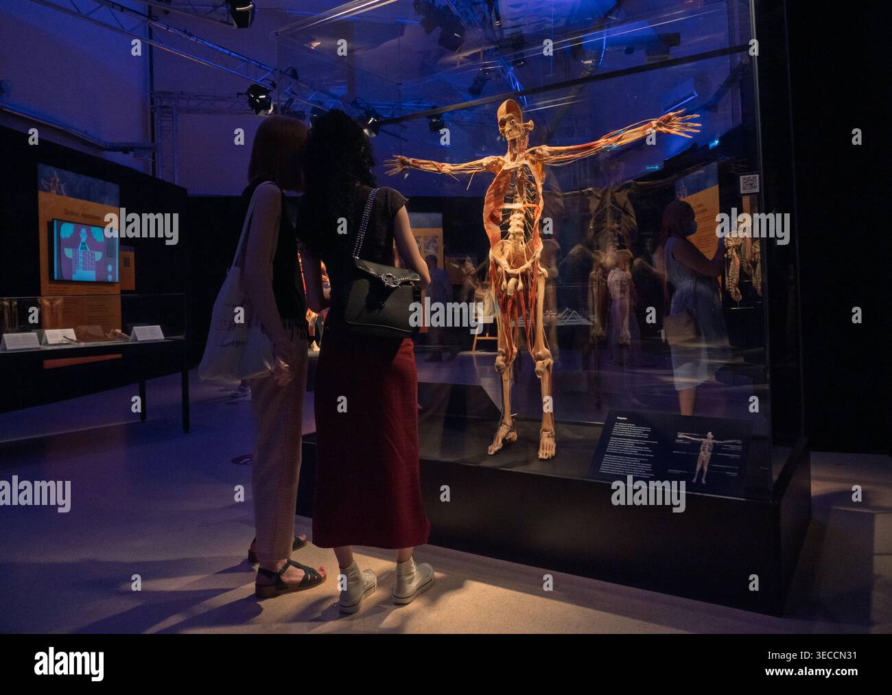 Human Specimens Examples Two women examine a striking full-body plastinated human specimen ...