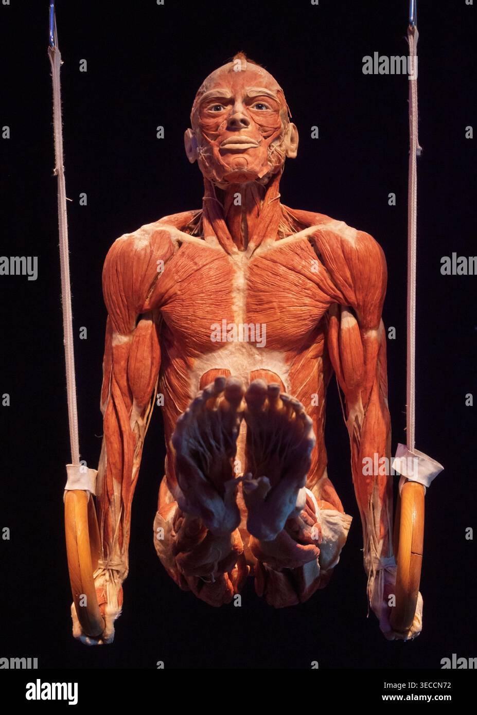 Moscow, Russia -, June 18, 2021: Human anatomy plastinate exhibition at Body Worlds Moscow revealing muscular system during a gymnastic rings pose Stock Photo