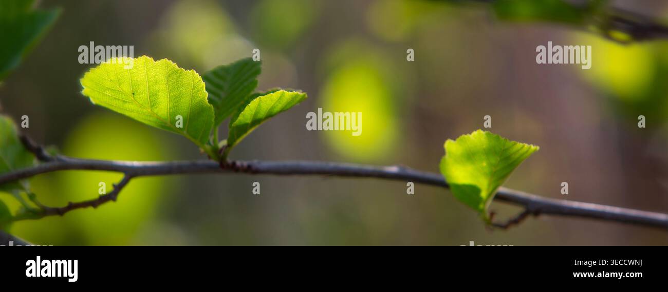 backlit hazel leaves on branch in spring forest Stock Photo