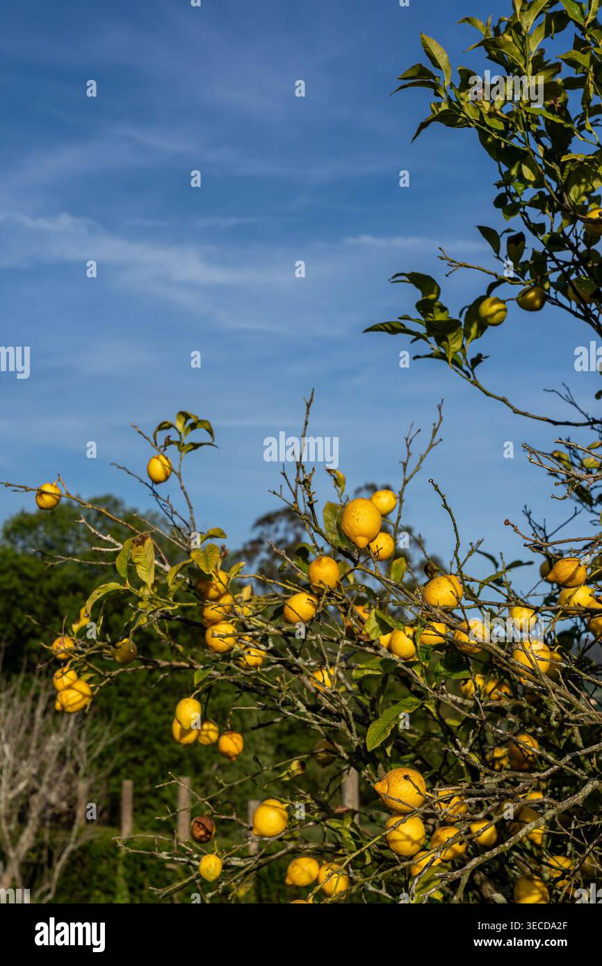 Ripe Lemons Growing on Tree Under Blue Sky Stock Photo