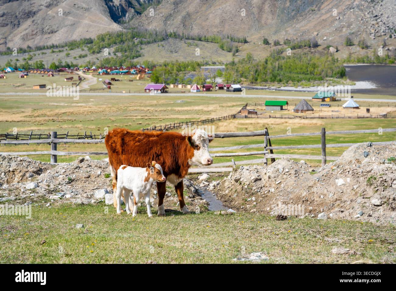 Mother cow and newborn calf grazing near Altai traditional villages in ...