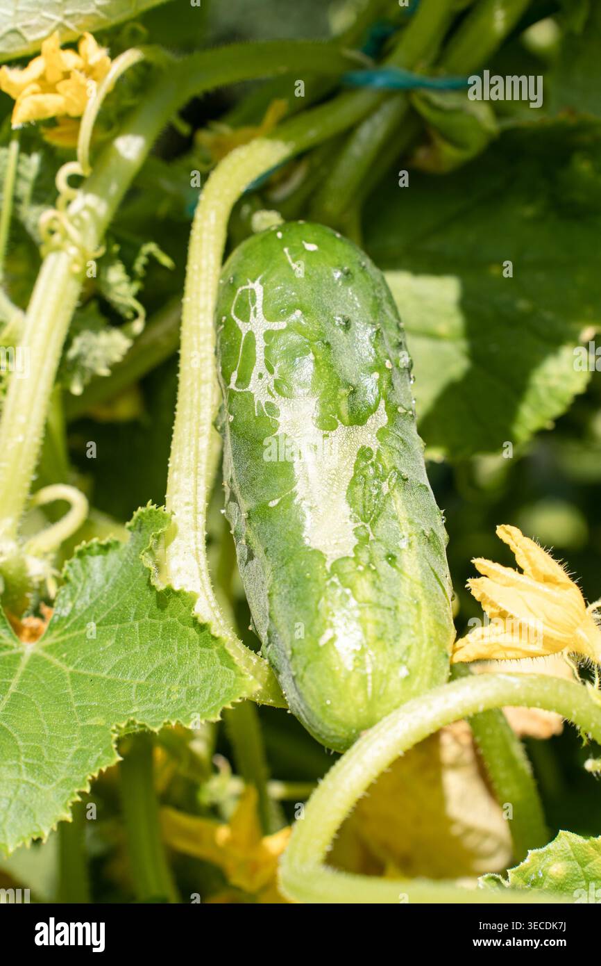 Cucumber growing on vine with visible leaf rust spots, signs of plant ...