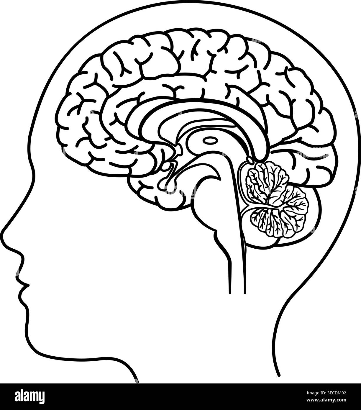 Human Brain Side View for Coloring. Vector Illustration of the Brain ...