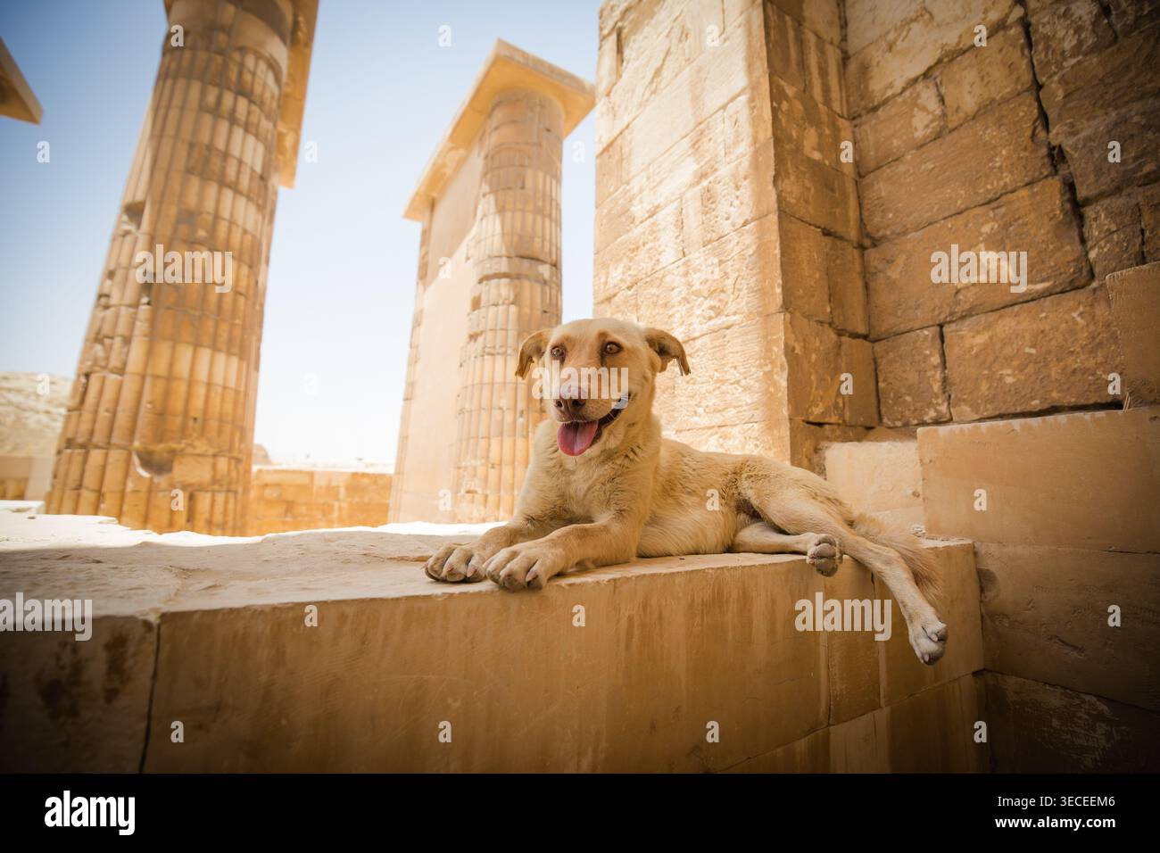 A relaxed tan stray dog lies on a large sandstone block at the Saqqara ...