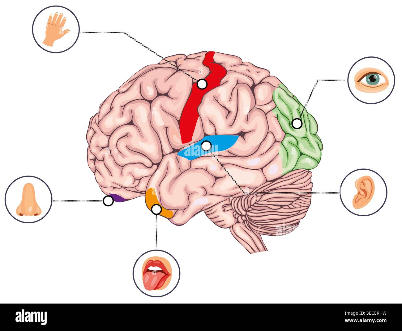 Educational diagram showing the sensory areas and functional lobes of ...