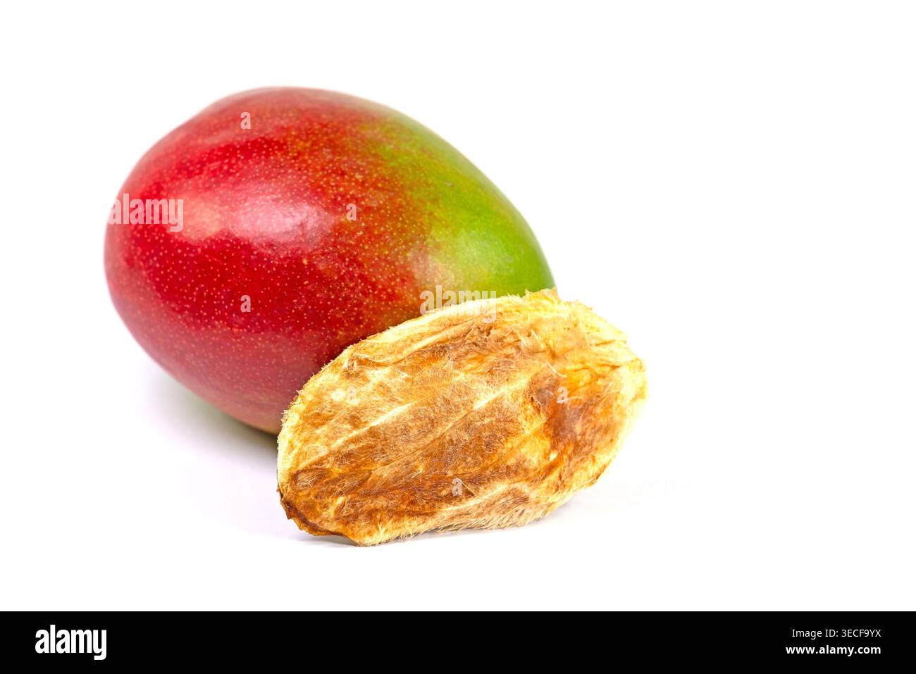 Mango, Mangifera indica, seed on a white background Stock Photo