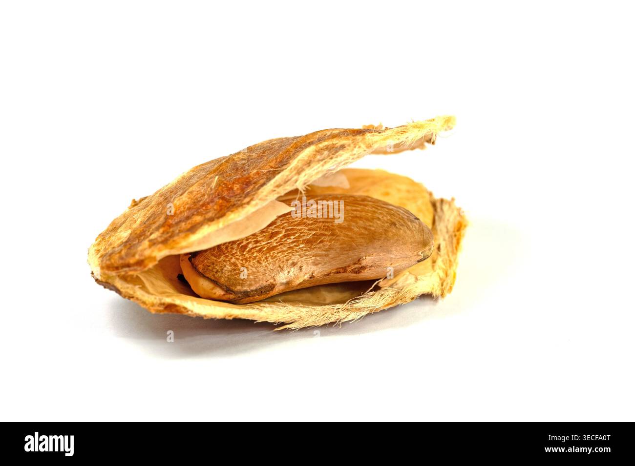 Mango, Mangifera indica, seed on a white background Stock Photo