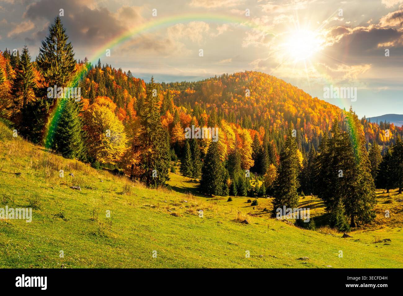 sunset over fir trees on a meadow down the hill to coniferous forest in mountains of Romania nature. view of remote colorful forest at the foot of a m Stock Photo