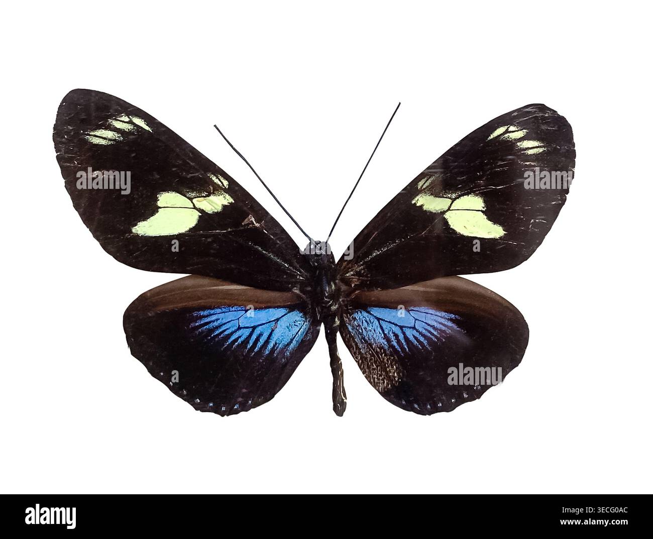Black Butterfly Heliconius doris on white background with spread wings ...