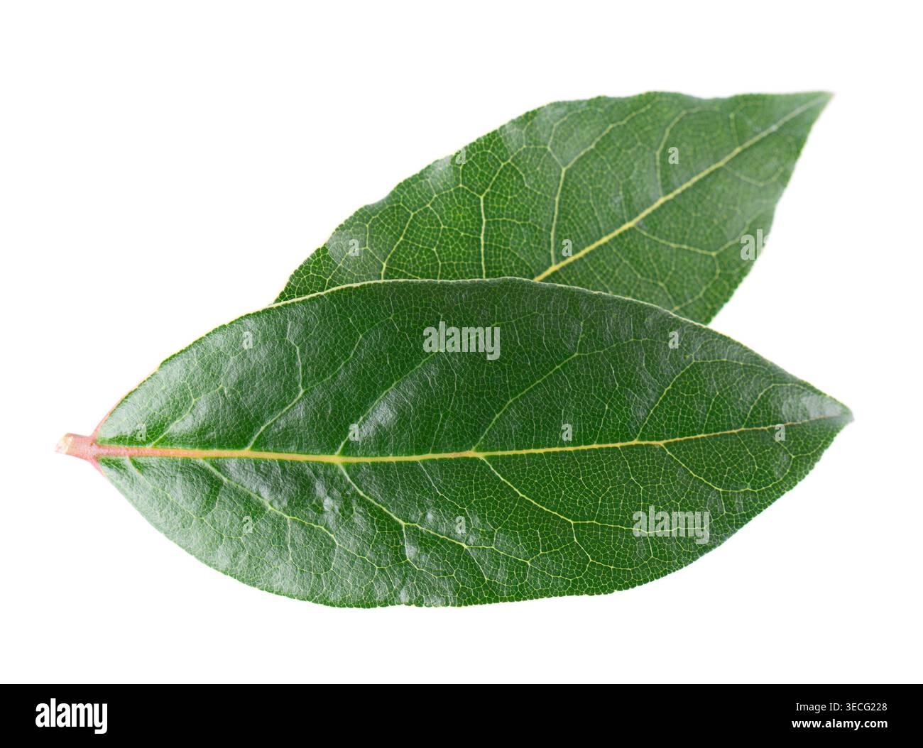 Fresh laurel leaves isolated on white background. Bay leaf herb. Clipping path Stock Photo
