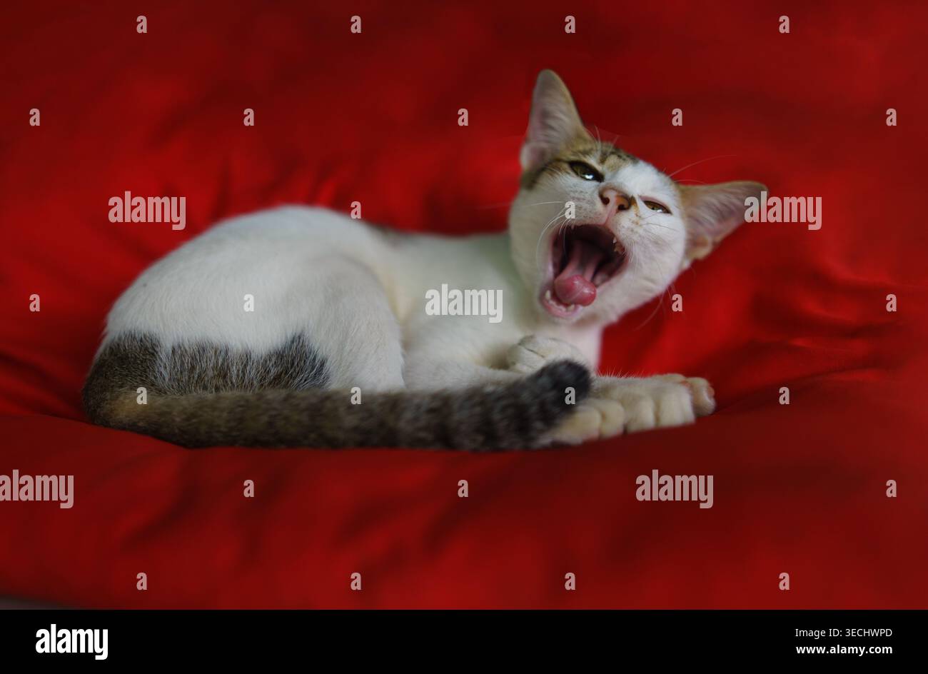Yawning White Cat Resting on Red Blanket Stock Photo