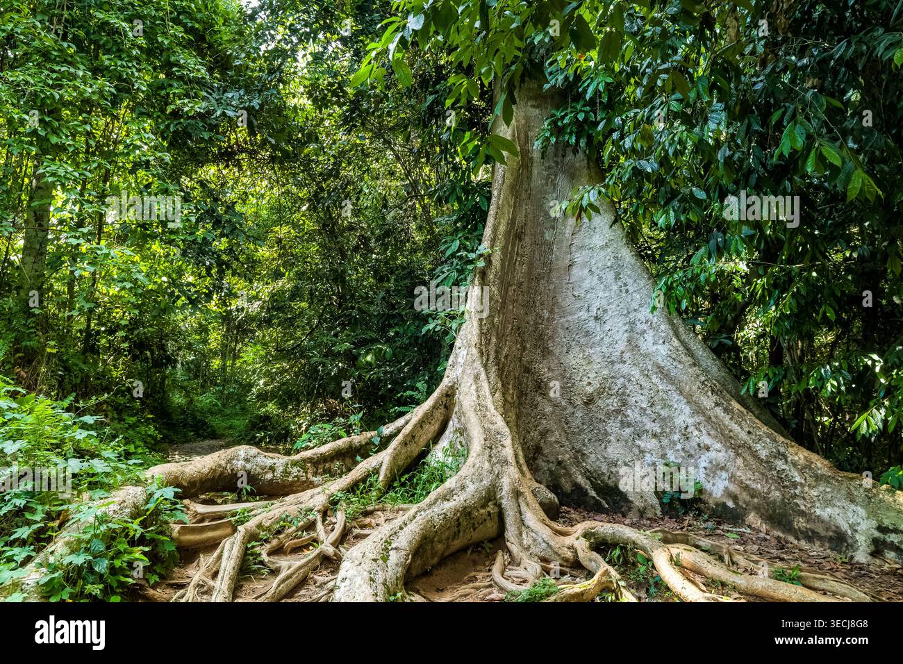 Giant buttress root tree standing in primary tropical rainforest Stock Photo