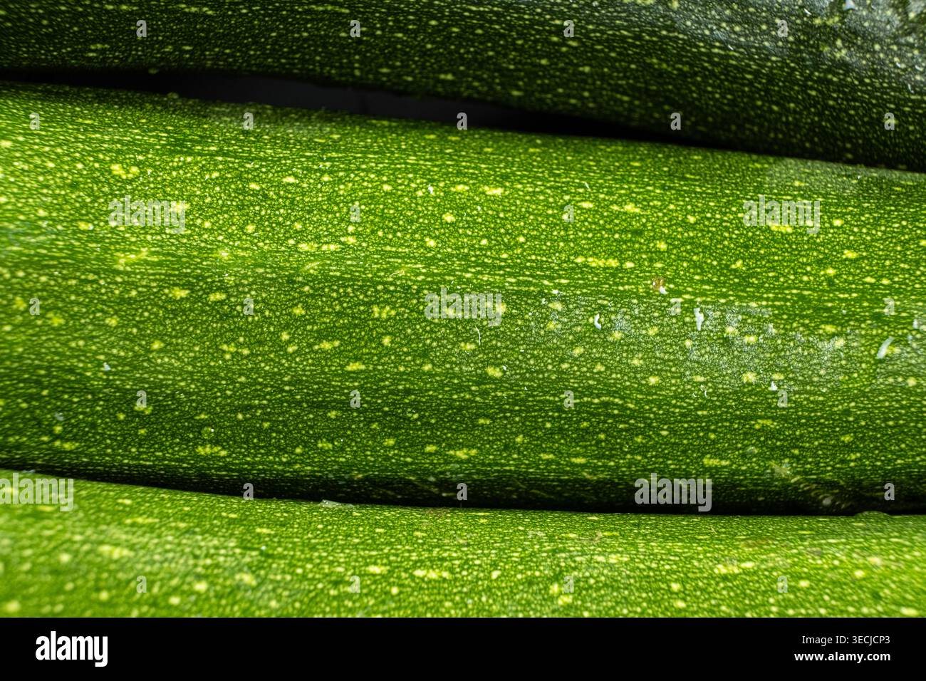 Top View of Ripe Courgette Zucchini, Vegetables. Stock Photo