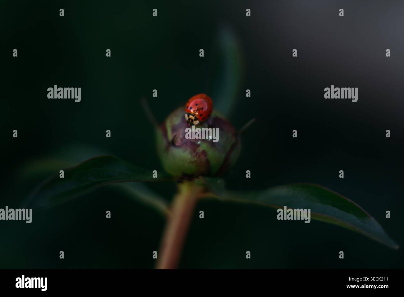 Ladybug on Peony bud close-up Stock Photo