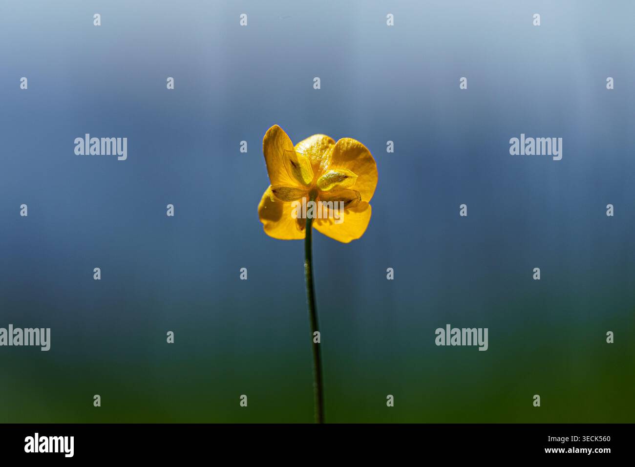 Backlit yellow wildflower on soft blurred background Stock Photo