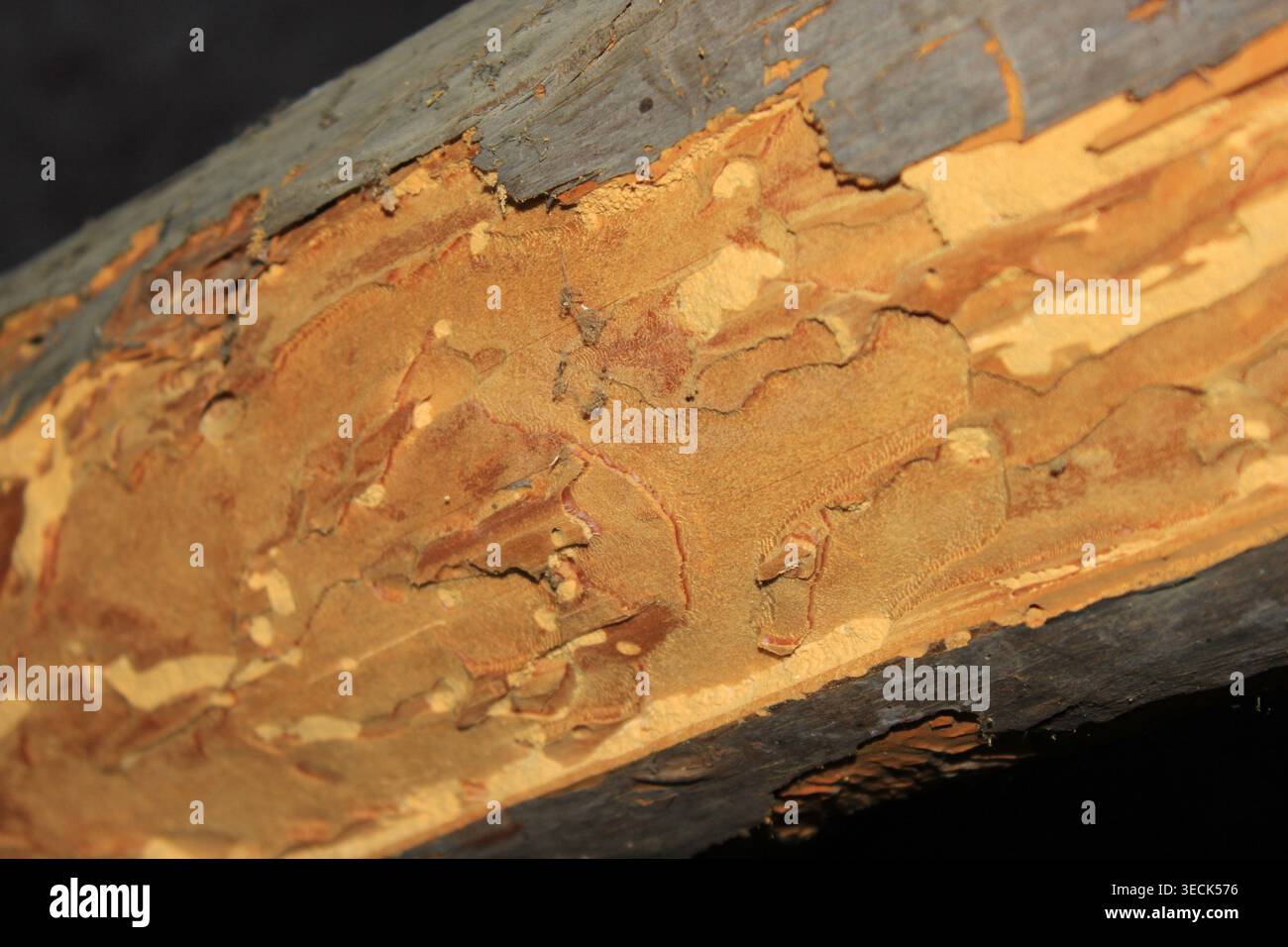 Minor Rafter Rot Wood defect hi-res stock photography and images - Alamy