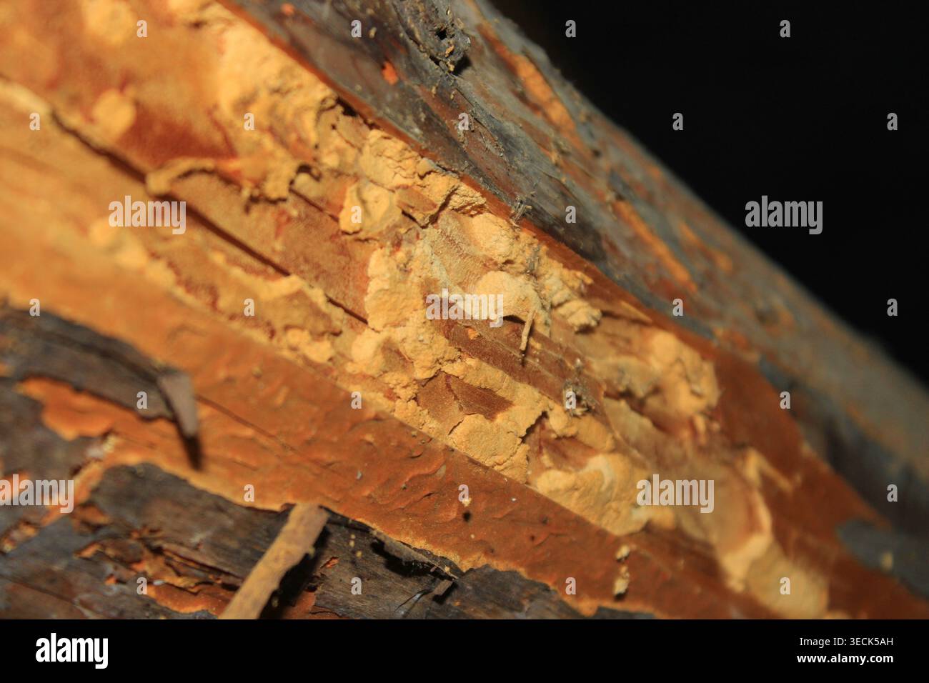 Decayed and gnawed wooden beam posing a structural safety risk Stock Photo