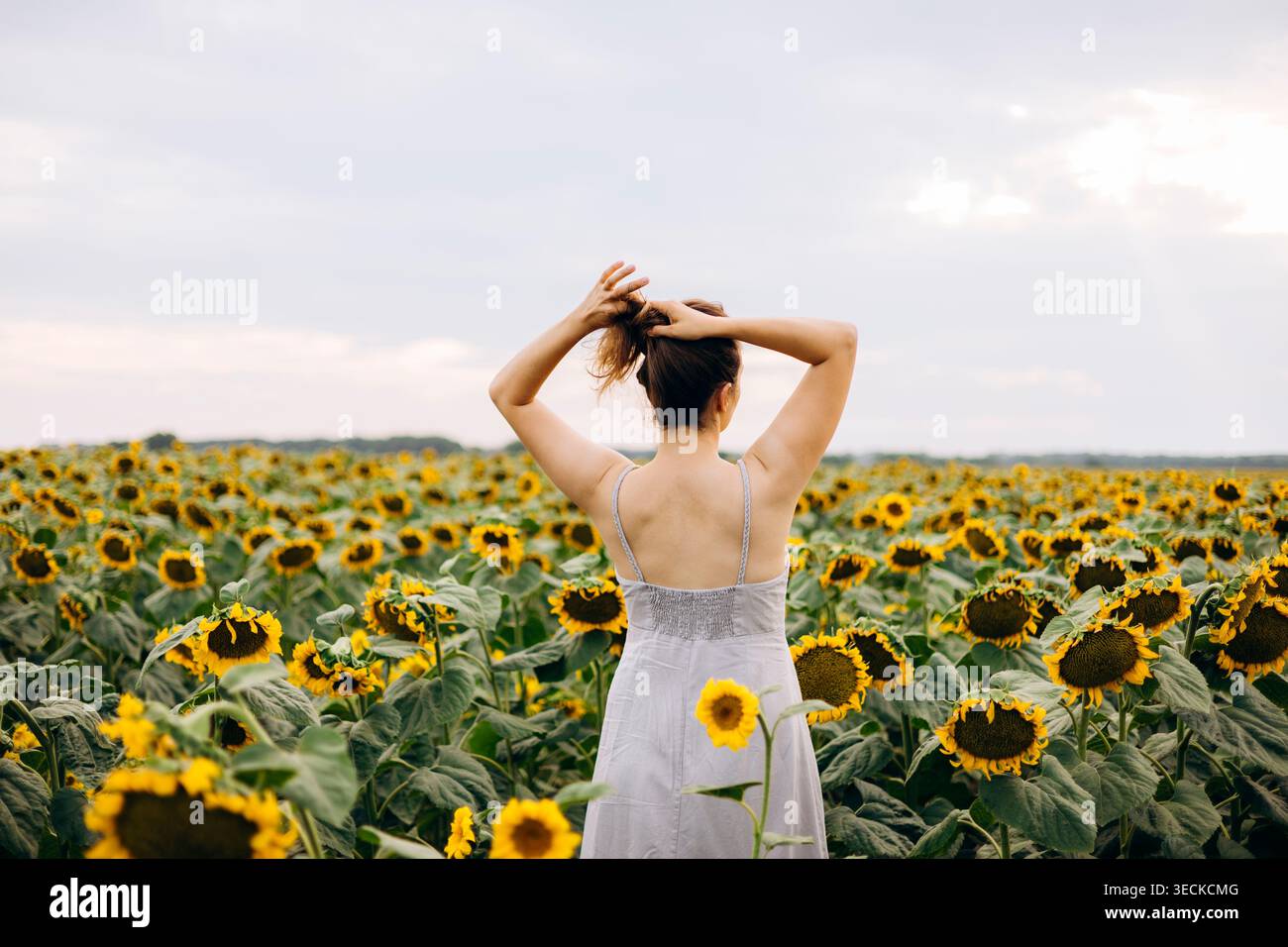 green dress in sunflower field Back of woman in a hi-res stock photography and images discount_filter:50%-60%