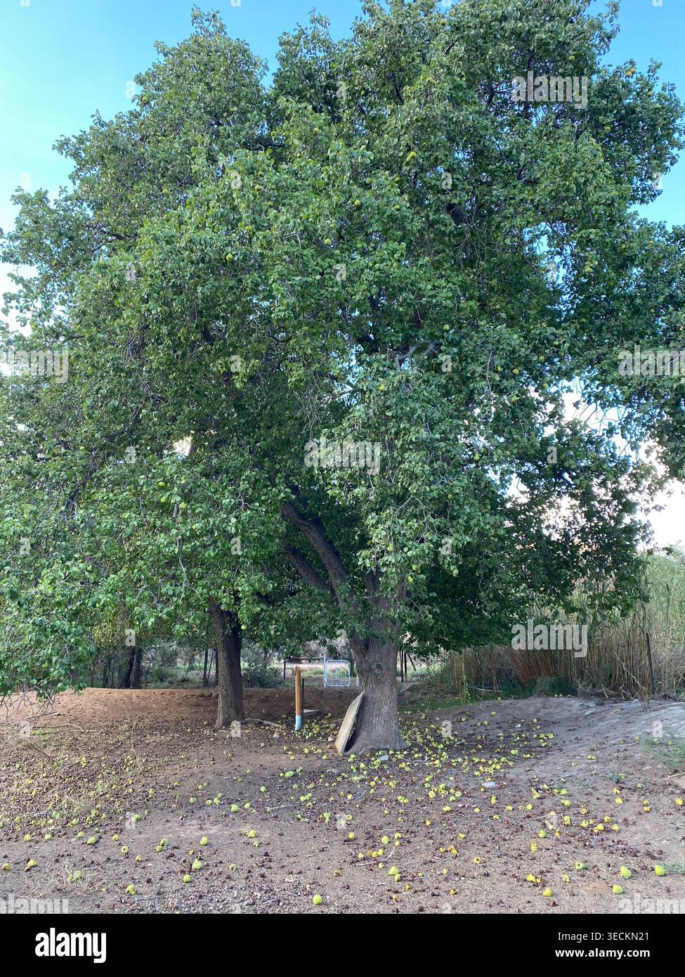 Giant pear tree Stock Photo