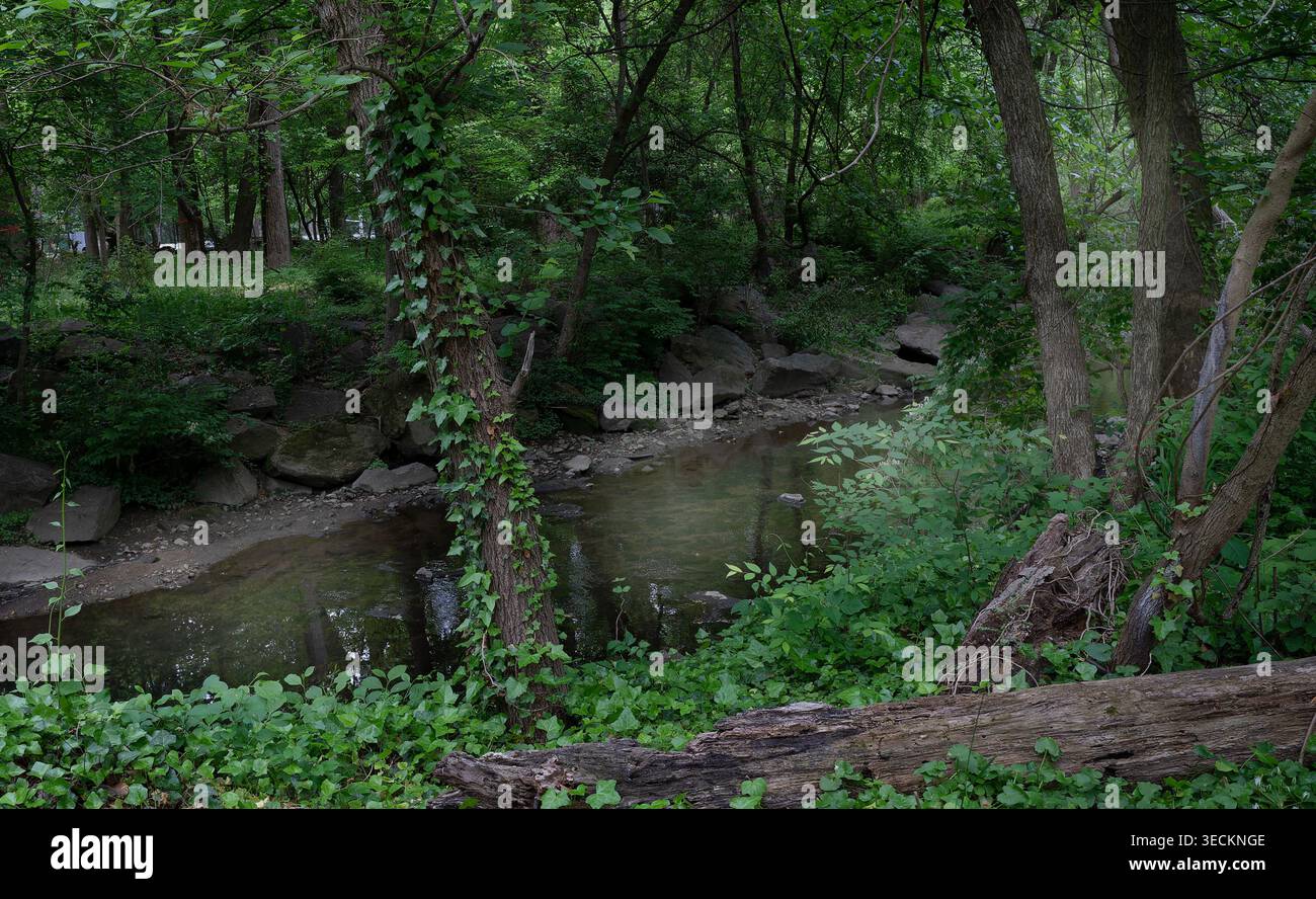 A group of fallen trees on the forest floor Stock Photo