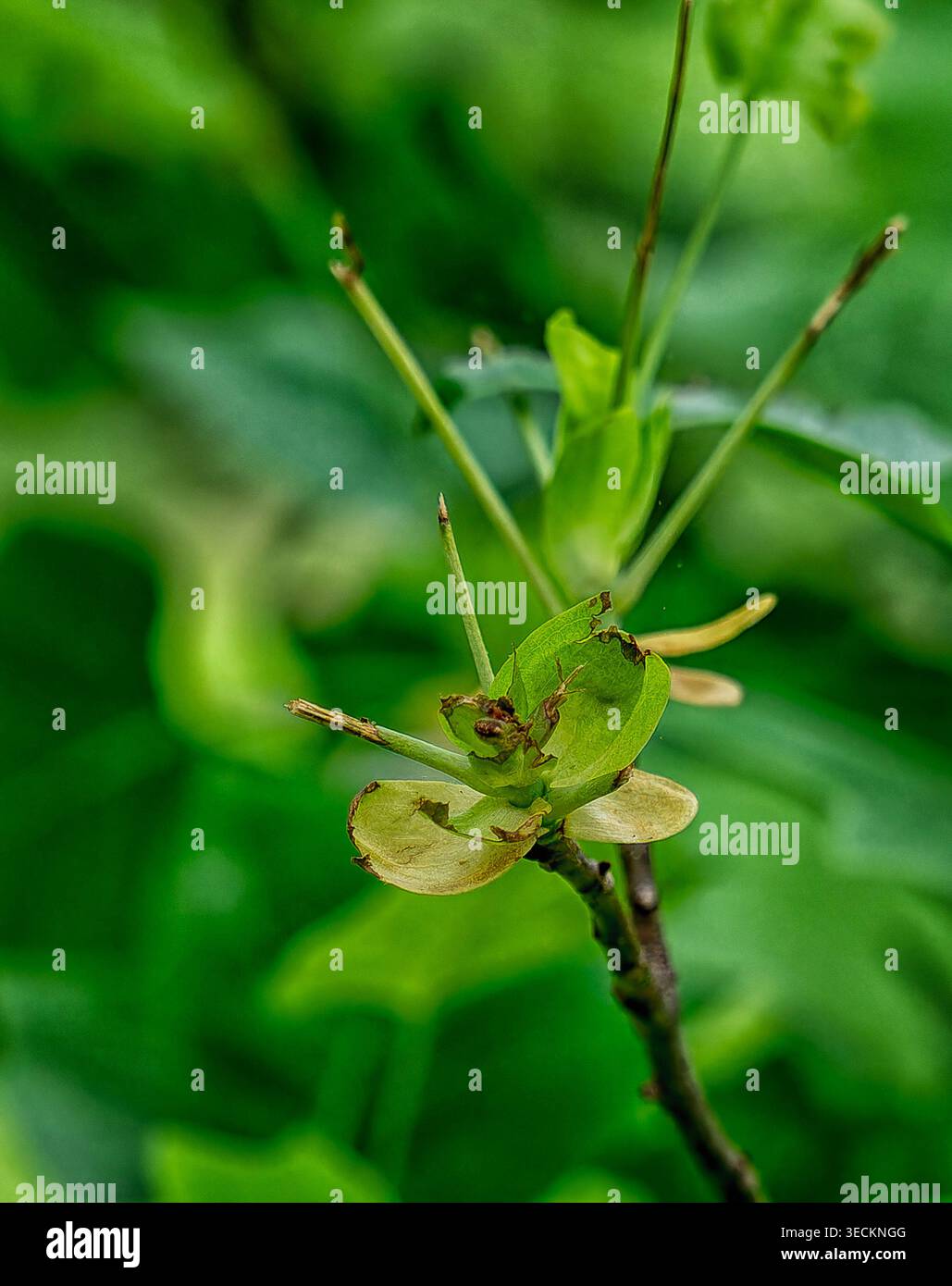 A close up image of forest flower Stock Photo