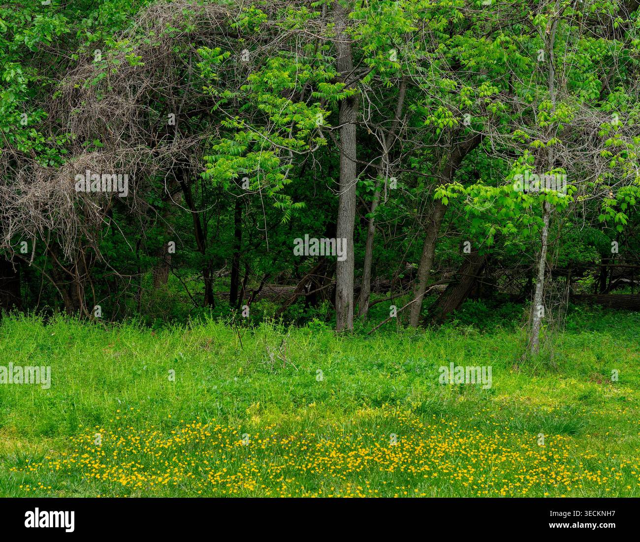 A grove of trees in a meadow Stock Photo